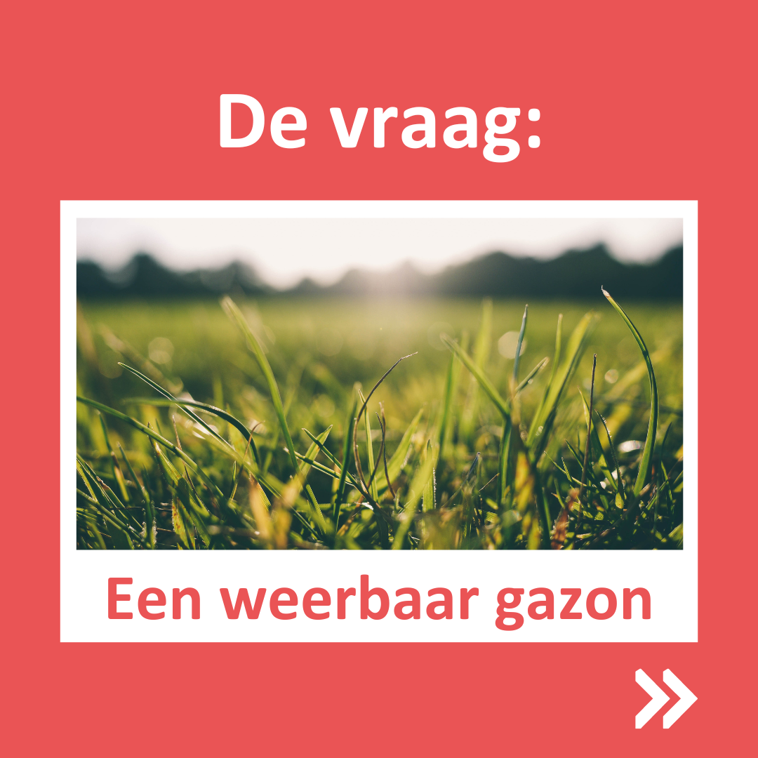 Gazon