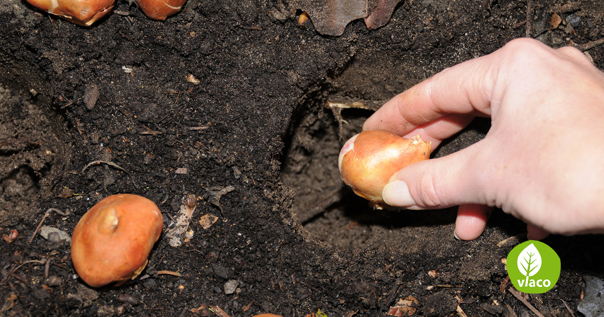 Bloembollen planten met compost