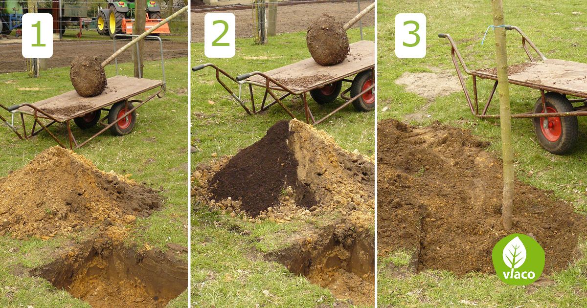 Bomen aanplanten met compost
