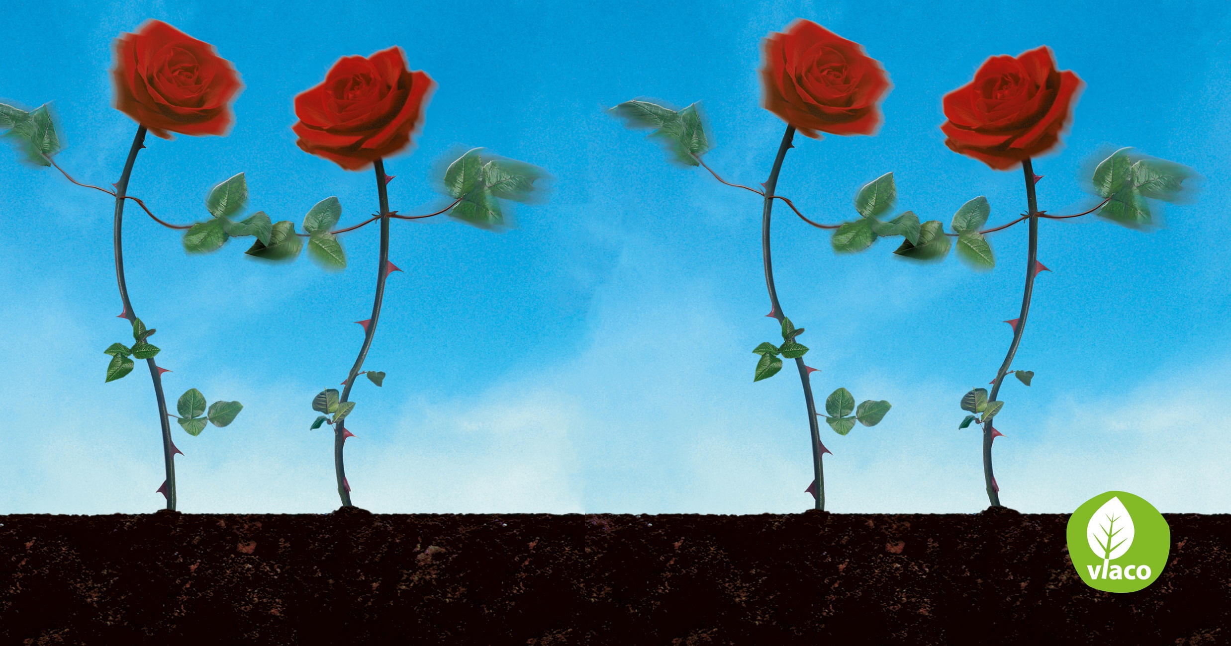 compost met rozen