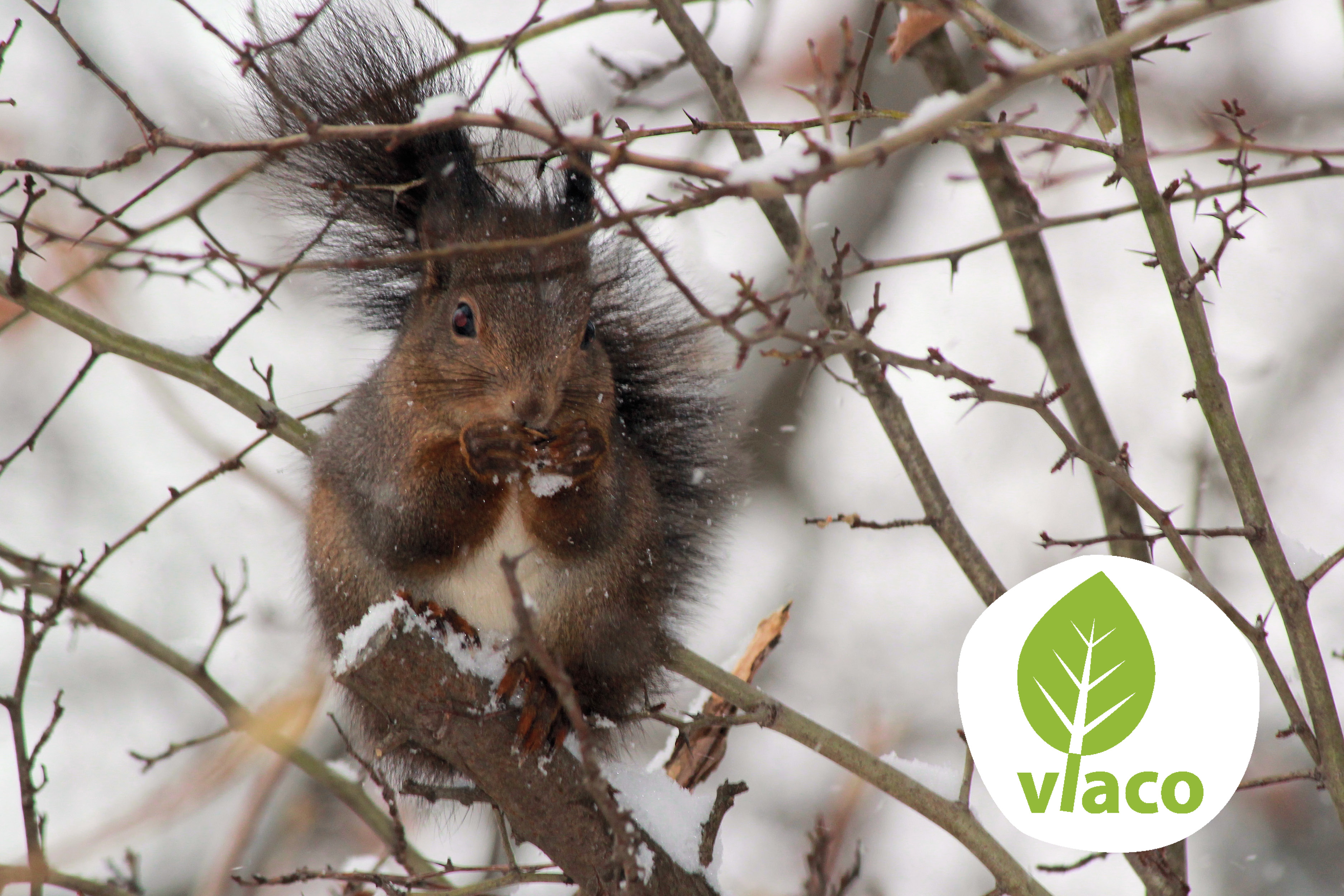 5 tips om je tuin winterklaar te maken