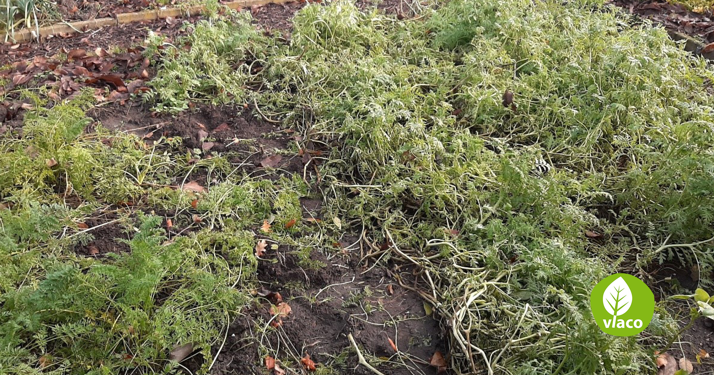 Moestuinresten inzetten