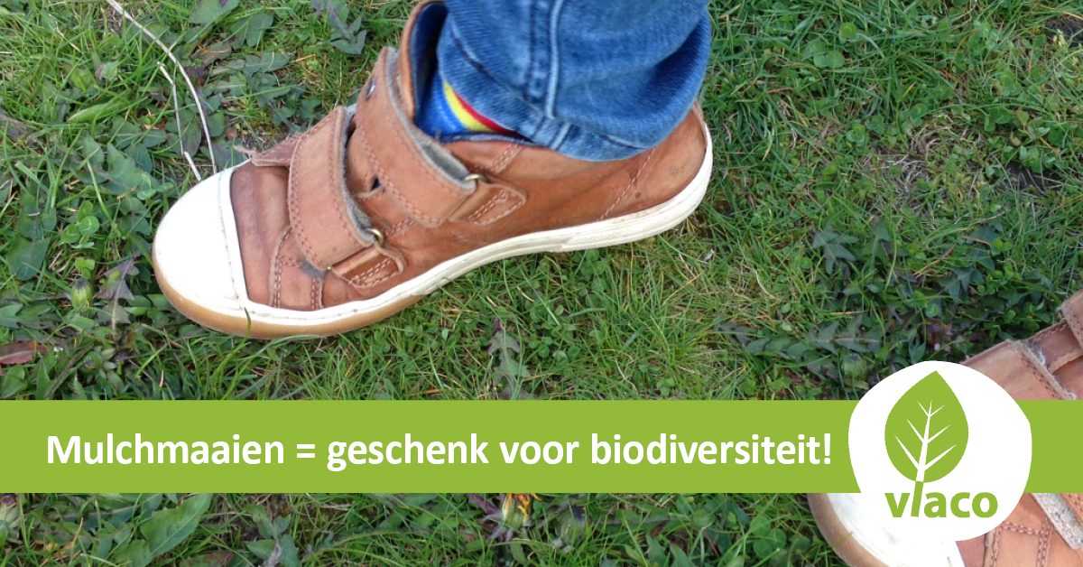 Mulchmaaien levert biodiversiteit heel wat op