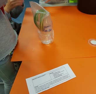 Testje transpiratie planten