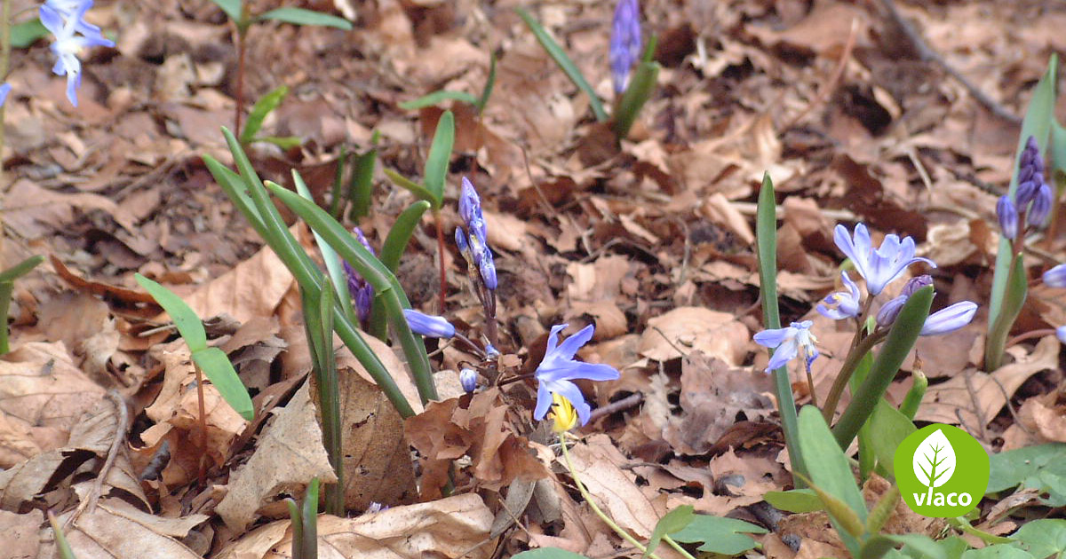 Bloembollen planten met compost