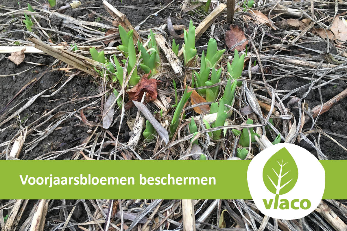 Voorjaarsbloemen beschermen met much is kringlooptechniek