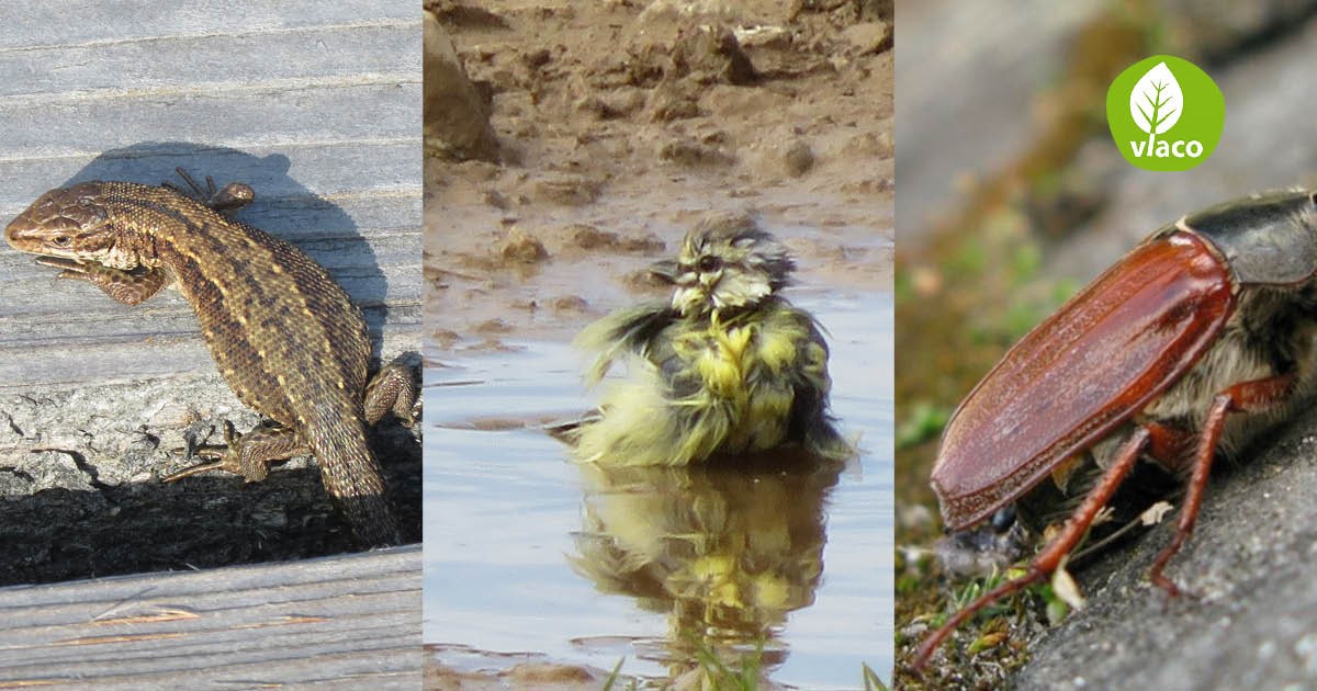 Wilde tuindieren in de kringlooptuin