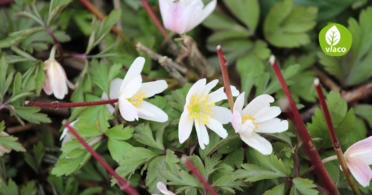 Planten die vogels lokken naar je tuin