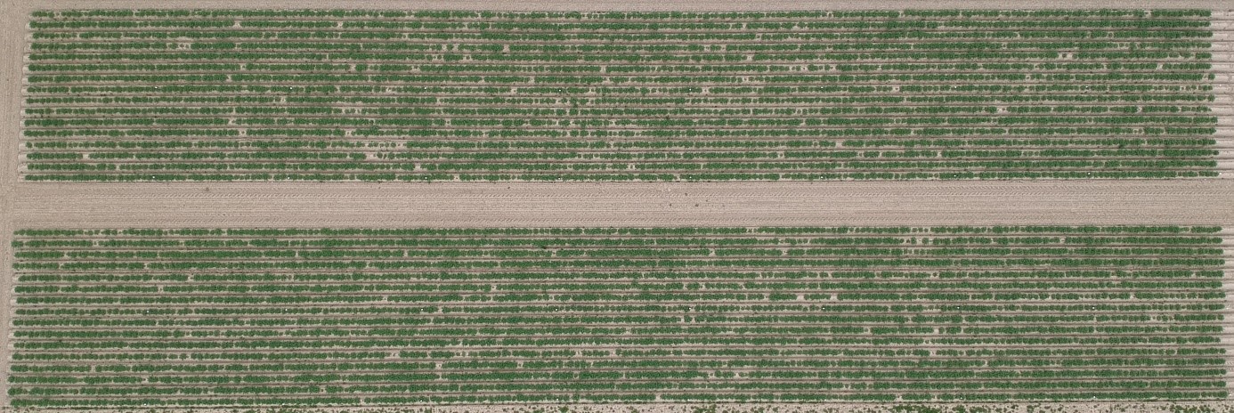 Tussentijdse luchtfoto gewasstand compostproef aardappelen PCA